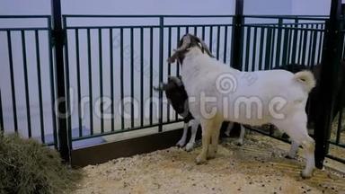 两只山羊在农场动物展览会上的围场里打嗝