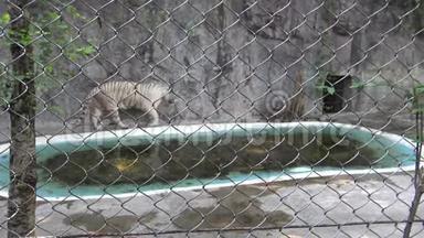 4K本加拉白虎在动物园池塘附近的一个金属网后面爬