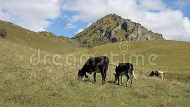在一个绿色的秋天牧场上有<strong>两头</strong>斑点的黑牛。 山地和畜牧业概念