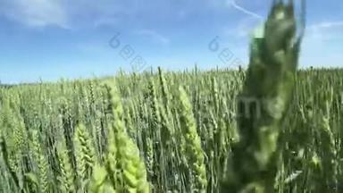 嫩绿成熟的小麦在白天迎着蔚蓝的<strong>春</strong>日天空迎风招展。 大麦摇摆的耳朵或<strong>挥</strong>手