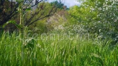 微风<strong>吹拂</strong>着草地上波浪状的绿色小穗，在充满光的草地上。
