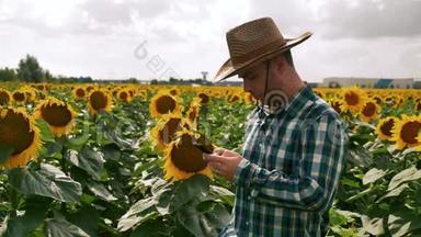 农夫在智能手机上发短信到向日葵种植园