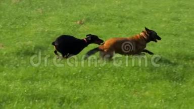 两只漂亮的纯种狗在绿野上玩耍