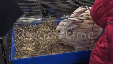 红色的佛兰德巨兔坐在笼子里吃了一顿饭。 联系动物园。 人们看家养动物