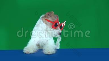 狐狸猎犬坐在红色眼镜，拿着一个空白的标语牌准备你的文字或产品。 绿色屏幕