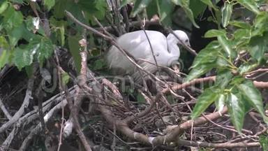 白鹭在树上的缓慢运动。 小白鹭准备筑巢