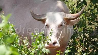 绿植被中的白化水牛。 <strong>绿油油</strong>的大型养牛场，典型的椰棕景观
