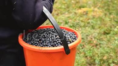 工人在黑色<strong>塑料板</strong>条箱中从白色桶中转移蓝莓的表面水平中段视图