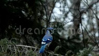 美丽的<strong>蓝鸟</strong>-科<strong>蓝鸟</strong>-落地，然后离开云杉树枝。