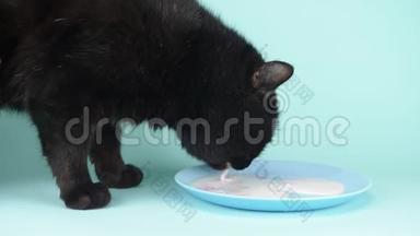 黑猫在蓝色背景上从碟子里舔奶油。 特写