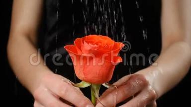 女孩`的手在雨中捧着<strong>湿润</strong>的红宝石红玫瑰