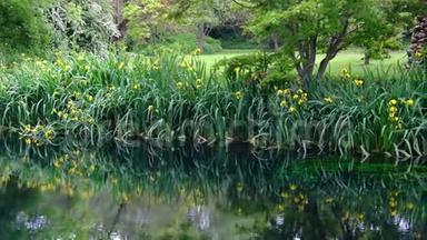 河岸印象派花园池塘的草地和水面的<strong>花卉倒影</strong>