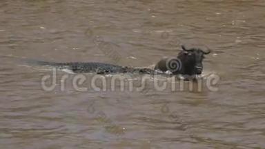 野生动物挣扎着<strong>挣脱</strong>马拉河中的鳄鱼