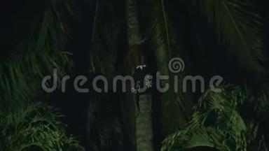椰子棕榈树攀爬者或椰子采摘者爬上椰子树采摘椰子
