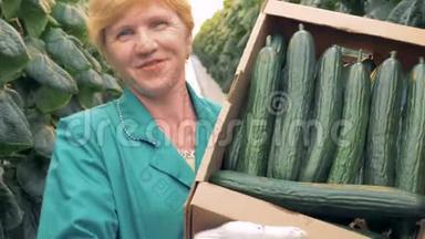 女玻璃屋员工肖像正在展示一个装满黄瓜的纸箱。 健康产品生产理念
