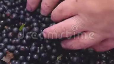 手拿着一束蓝莓。 新鲜采摘的野生蓝莓。 新鲜蓝莓或蓝莓。