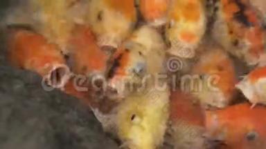 五彩的锦鲤鱼在水中婀娜多姿地游动，五颜六色的锦鲤鱼在池塘中游动..