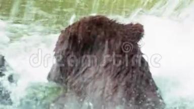 慢动作，接近<strong>布朗熊</strong>洗澡在瀑布。 野乌尔索斯