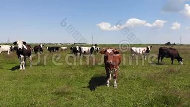 在牧场的中心牛群中有一头棕色的公牛。 慢动作，平底锅