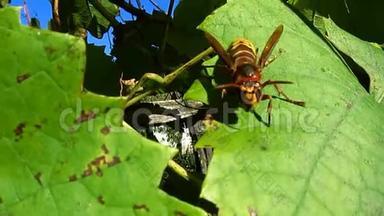 美丽而可怕的大黄蜂大黄蜂被惊吓了一跳，在柔和的秋日下沿着一片绿色的葡萄叶走去。