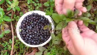 新鲜采摘的野生蓝莓。 新鲜蓝莓或蓝莓。 组蓝莓或叠蓝莓的概念..