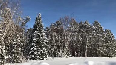 美丽的冬季景观，白雪覆盖的森林和滑翔和蓝天。