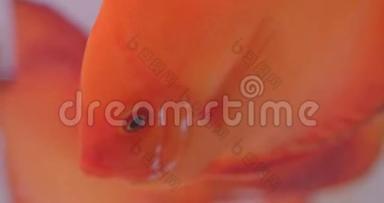 在水族馆平静地游泳的<strong>扁平橙色</strong>鱼的特写镜头。