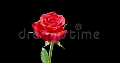 美丽的，<strong>盛开</strong>的<strong>红玫瑰</strong>慢慢地在黑色的背景上旋转