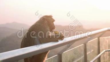 狒狒猴子拒绝在旅游地吃香蕉