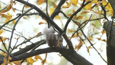 松鼠<strong>跳跃</strong>，坐在树枝上，用镜头或照相机看，特写.. 野松鼠在<strong>跳跃</strong>，寻找一只