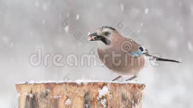 冬季的<strong>鸟类</strong>-欧亚大陆的杰伊，大，在降雪期间坐在冬季的<strong>鸟类</strong>饲养器上
