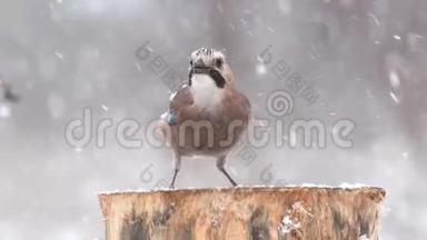 冬季的鸟类-欧亚大陆的杰伊，大，在降雪期间坐在冬季的鸟类饲养器上