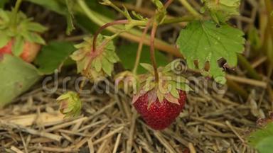 收集成熟的草莓
