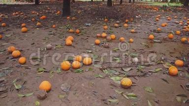 种植园，橘子树和橘子躺在地上