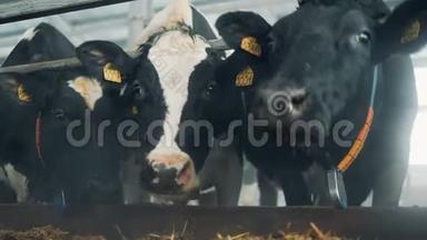 奶牛场里的黑白奶牛正在看着摄像机