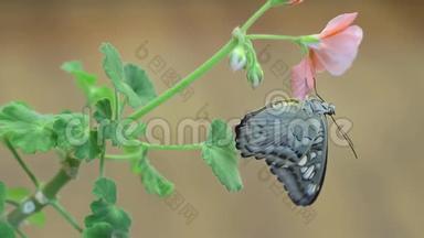 美丽的蝴蝶栖息在花朵上，特写大蝴蝶坐在绿叶上，昆虫栖息在大自然中，