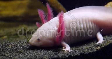Axolotl，墨西哥ambystoma，实时