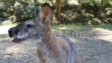 袋鼠咀嚼食物。 澳大利亚野生动物接近