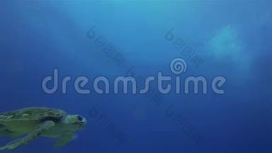 绿海龟。 宁静的<strong>蓝色</strong>阳光海面上优雅的海龟<strong>海洋生物</strong>