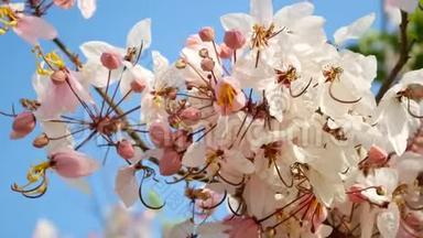 4K. 春天的季节里，美丽的盛开的粉红色<strong>花朵</strong>被风吹来，<strong>背景</strong>是<strong>蓝天</strong>