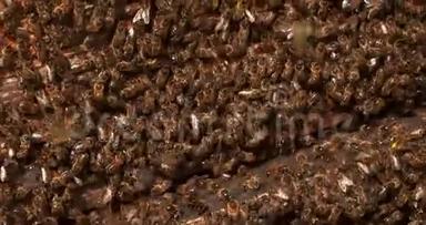 欧洲<strong>蜜蜂</strong>，<strong>蜜蜂</strong>，<strong>蜜蜂</strong>，黑蜂站在蜂巢入口，返回靴子，在诺曼底蜂群，实时