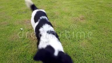 快乐狗咬足球或足球在他的嘴在绿色玻璃草地球场在夏天，4K超高清。