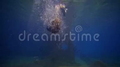 海洋馆，有趣的毛皮海豹是在水族馆里透明的水中游泳