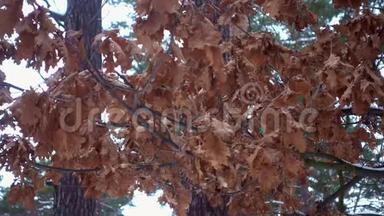 干燥的叶子挂在冬天森林的<strong>树</strong>上