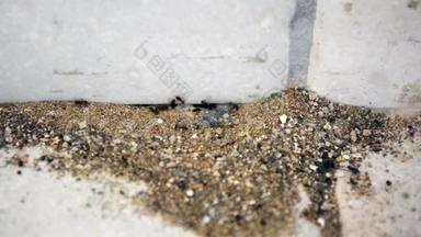 蚂蚁工人进屋离开蚁丘。 蚂蚁沿着墙和房子的<strong>门槛</strong>爬行。