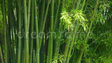 绿色的竹筒。