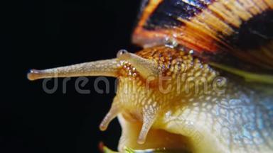 螺旋波马提亚，俗称罗马蜗牛、勃艮第螺、食用蜗牛或。 蜗牛慢慢地爬在树叶上，特写镜头