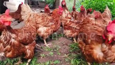 一个乡下老谷仓里的红母鸡正焦急地看着摄像机。