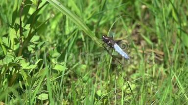 蜻蜓宽体追逐器或宽体达特Libellula<strong>低沉</strong>器降落在绿色的草叶上，减速16倍