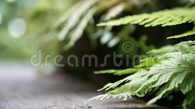 4K. 绿色蕨类植物的叶子随风摇摆，绿色的树背景和木地板。 绿色自然背景